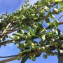 Lei Sierappel groen (Malus)